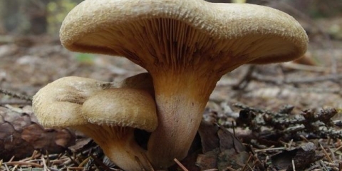 Svinja johe: fotografija i opis